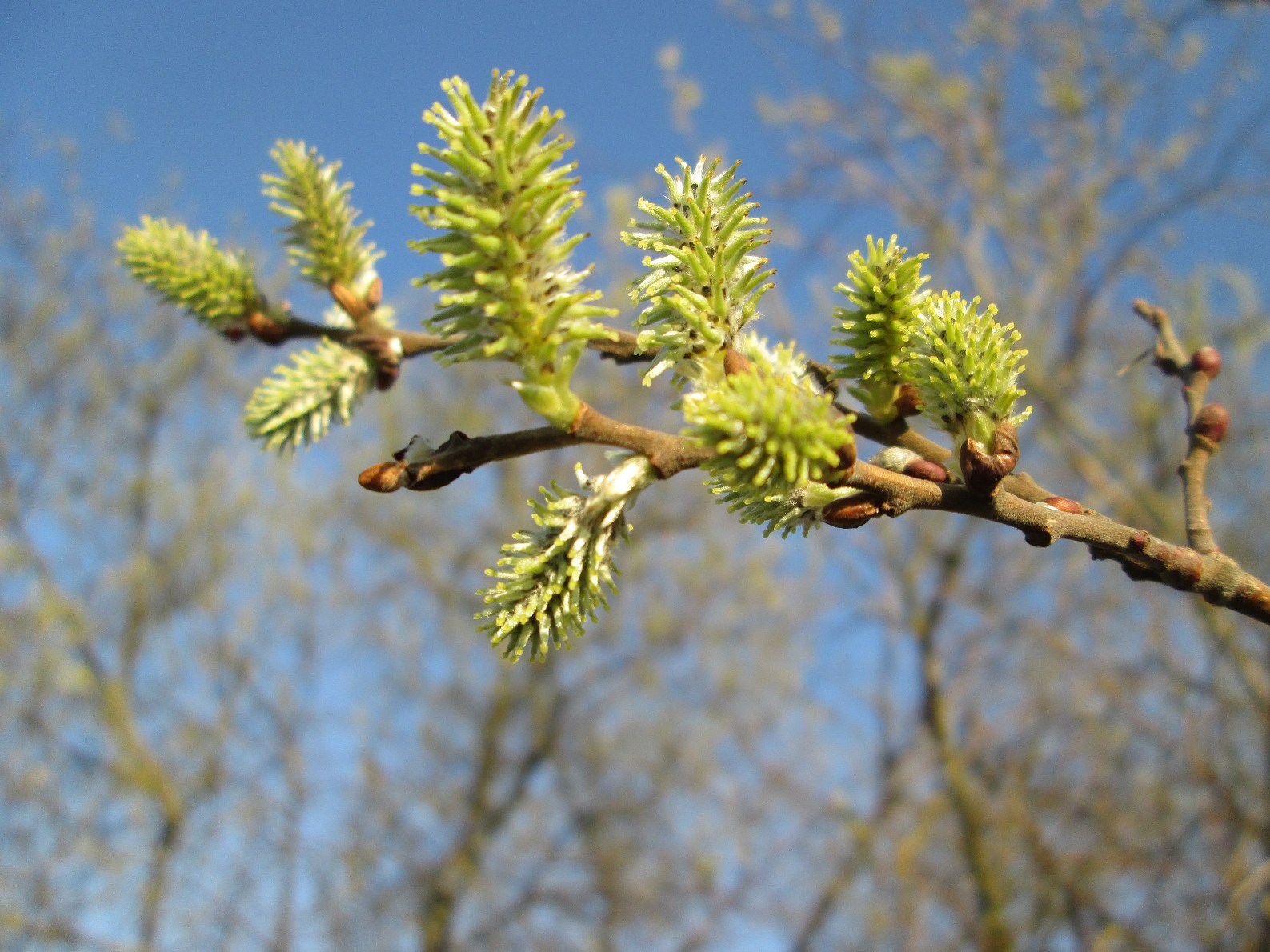 Salix cinerea oleifolia